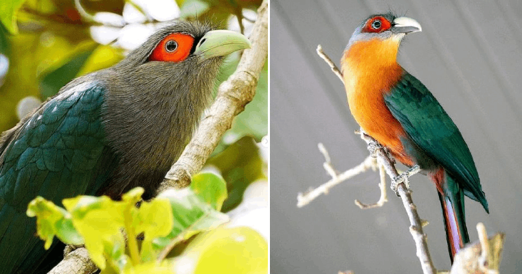 A Clown-Like Bird That Is Sure To Turn Your Heads, A Striking Bird – Premium Beauty AI