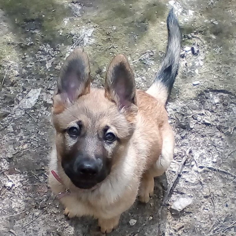 A woman heard a pitying squeak from a trash can – a puppy was freezing there – Premium Beauty AI