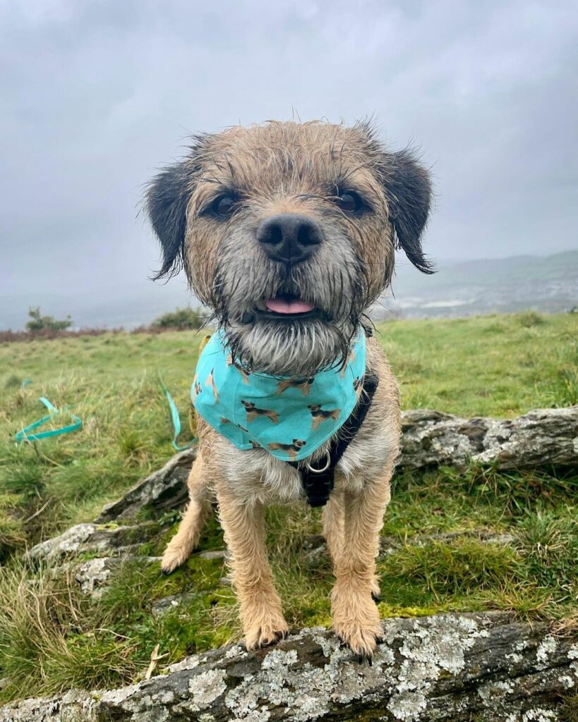 The Bright and Energetic World of Border Terriers – Premium Beauty AI