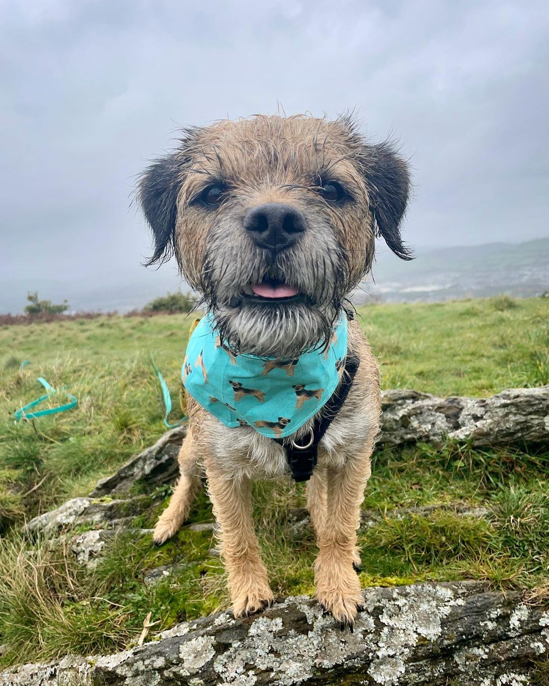 The Bright and Energetic World of Border Terriers – Premium Beauty AI