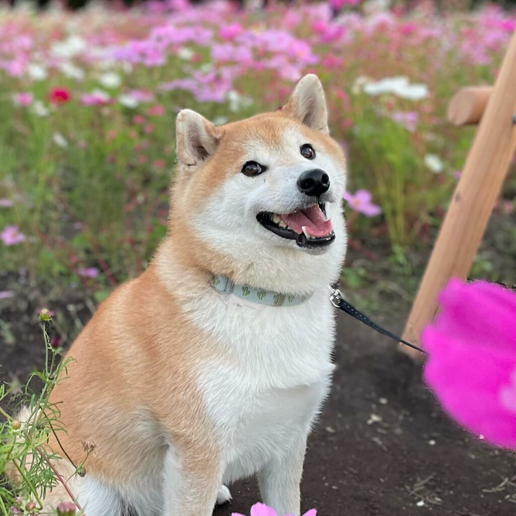 The Irresistible Charm of Shiba Dogs – Premium Beauty AI