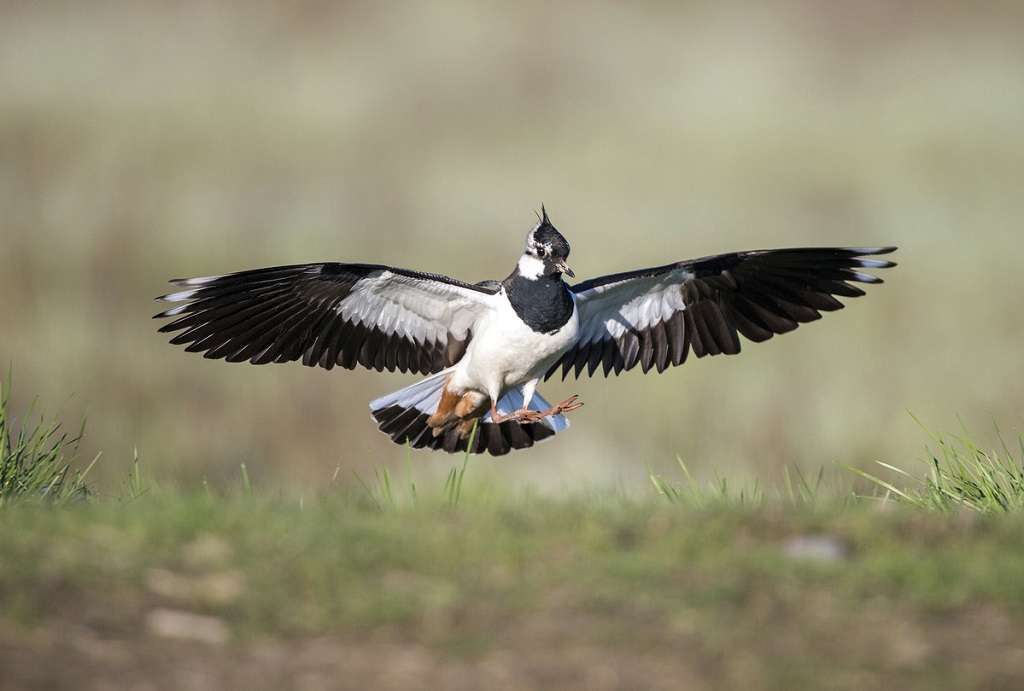 The Northern Lapwing (Vanneau Huppé) Nature’s Lively Acrobat – Premium Beauty AI