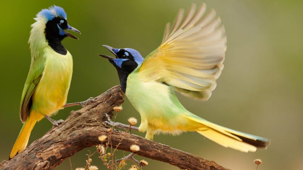 Top 5 Once In A Lifetime Songbirds – Premium Beauty AI