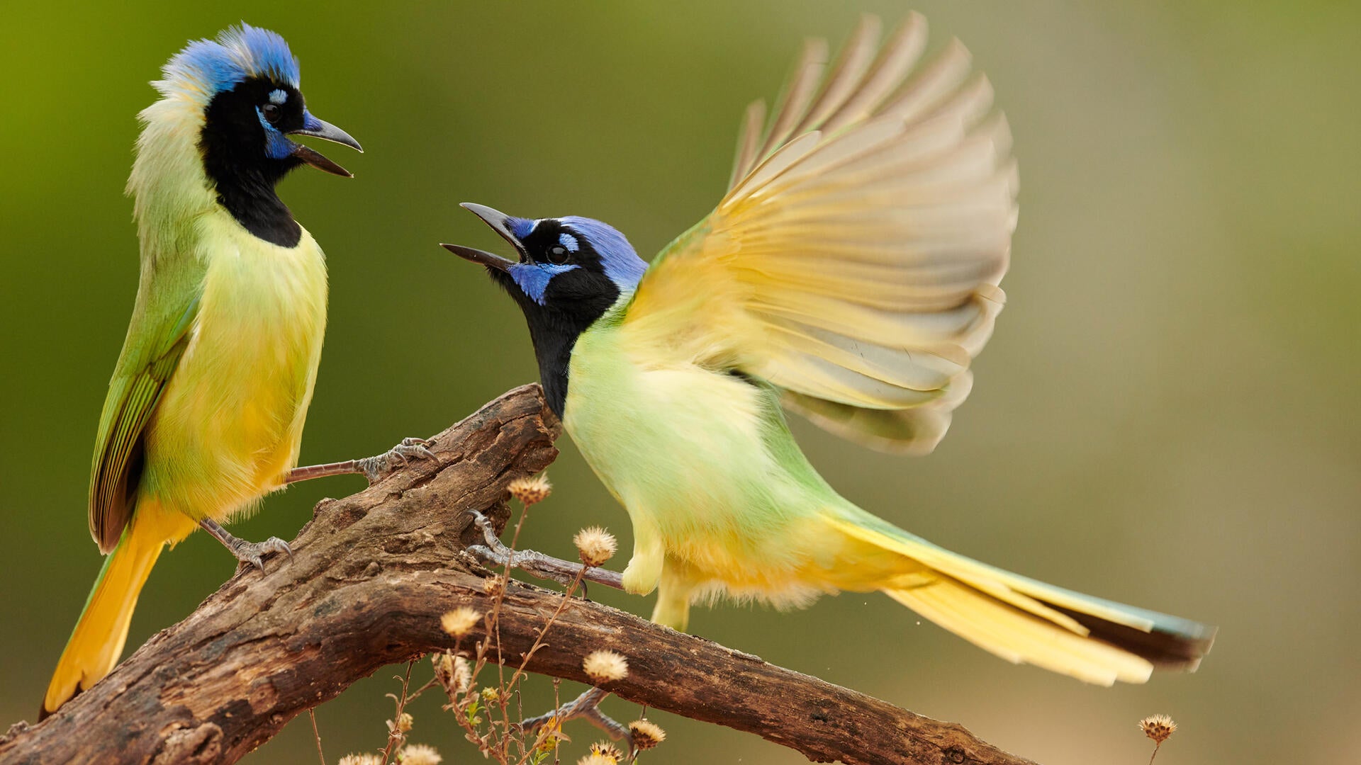 Top 5 Once In A Lifetime Songbirds – Premium Beauty AI