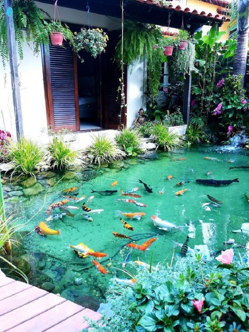 Why an Aquarium in Your Garden Is a Unique Choice – Premium Beauty AI